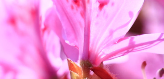 トップページの花　ピンク